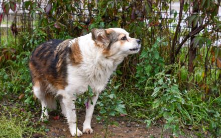 Ängstliche Liah sucht ein ruhiges Zuhause