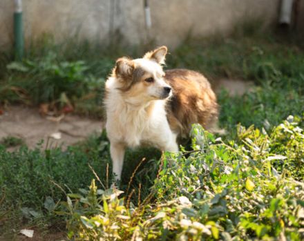 Ängstliche Liah sucht ein ruhiges Zuhause