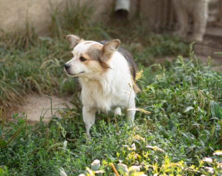 Ängstliche Liah sucht ein ruhiges Zuhause