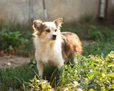 Ängstliche Liah sucht ein ruhiges Zuhause