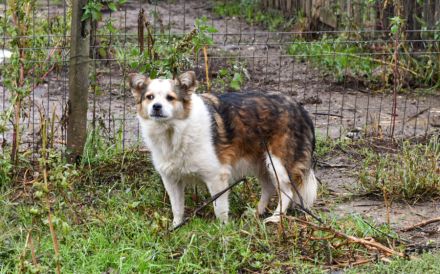 Ängstliche Liah sucht ein ruhiges Zuhause