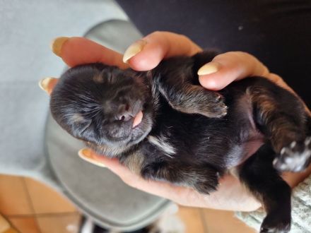 Pomeranian Zwergspitzwelpen Black Tan ab Ende Oktober