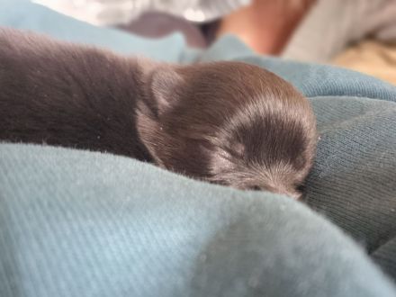 Pomeranian Zwergspitzwelpen Black Tan ab Ende Oktober