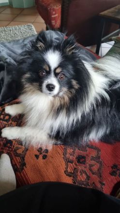 Pomeranian Zwergspitzwelpen Black Tan ab Ende Oktober