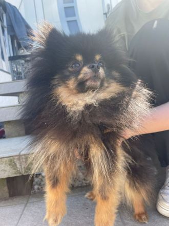 Pomeranian Zwergspitzwelpen Black Tan ab Ende Oktober