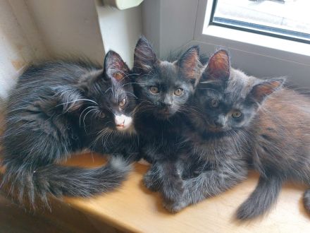 Maine Coon Mix Kätzchen Katze Kater