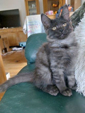 Maine Coon Mix Kätzchen Katze Kater