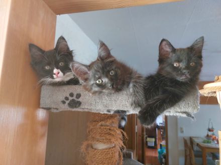 Maine Coon Mix Kätzchen Katze Kater