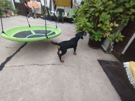 Heideterrier Welpen Rüde