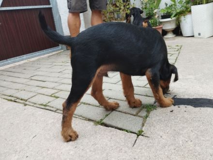 Heideterrier Welpen Rüde