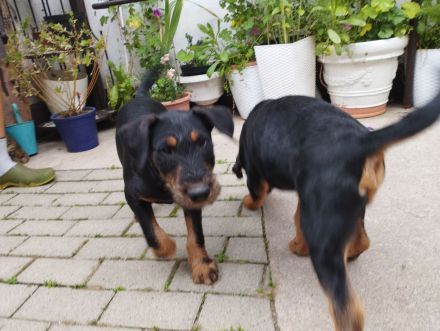 Heideterrier Welpen Rüde