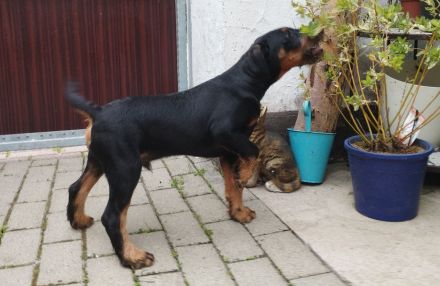 Heideterrier Welpen Rüde