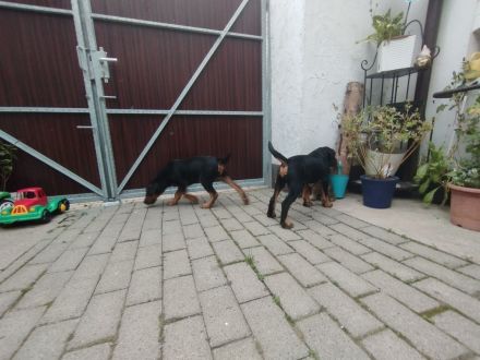 Heideterrier Welpen Rüde