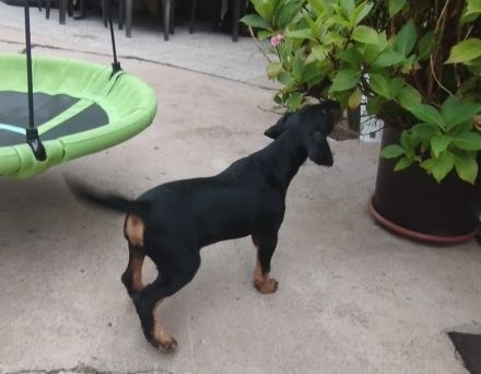 Heideterrier Welpen Rüde