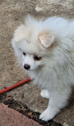 Pomeranian Zwergspitz