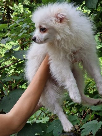 Pomeranian Zwergspitz