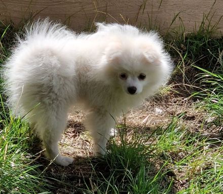 Pomeranian Zwergspitz