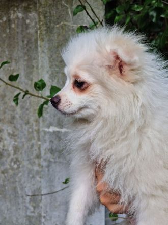Pomeranian Zwergspitz