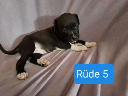 Boxer Mischlings Welpen