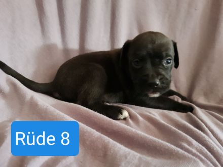 Boxer Mischlings Welpen