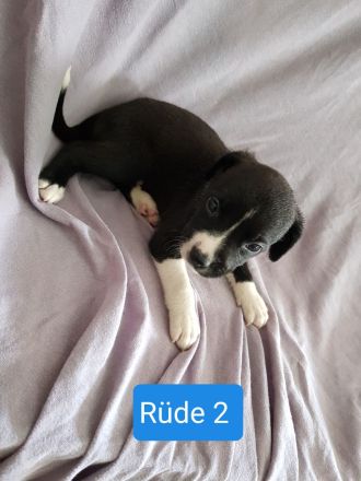 Boxer Mischlings Welpen