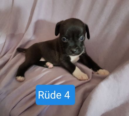 Boxer Mischlings Welpen