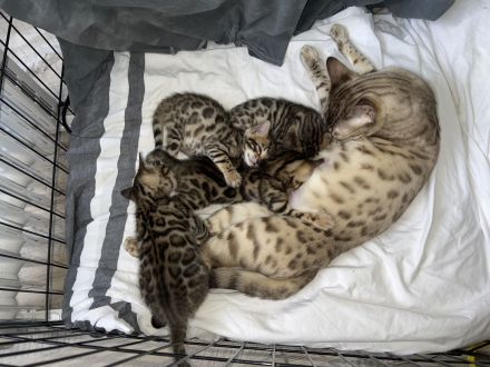 Reinrassige Bengal-Kitten