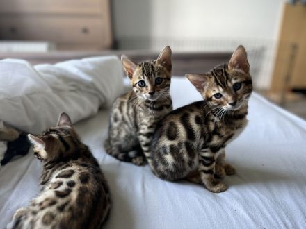 Reinrassige Bengal-Kitten