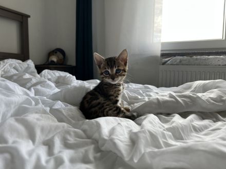 Reinrassige Bengal-Kitten