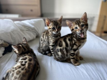 Reinrassige Bengal-Kitten