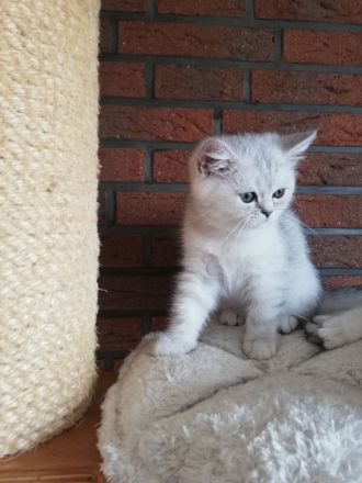 BKH KITTEN mit Stammbaum