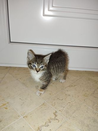 Babykatze Kitten Katze Kater