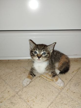 Babykatze Kitten Katze Kater