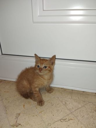 Babykatze Kitten Katze Kater