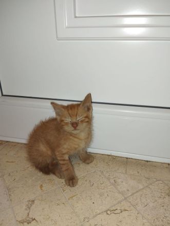 Babykatze Kitten Katze Kater