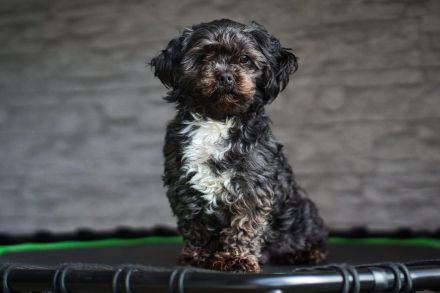 Bolonka Zwetna Welpe