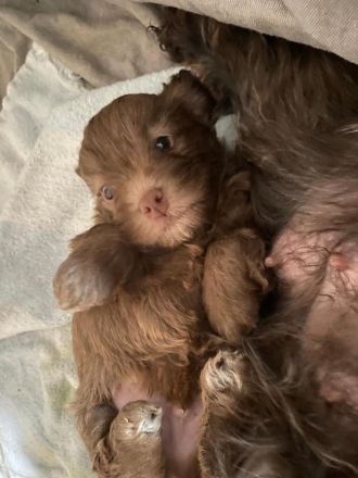 Bolonka Zwetna Welpe