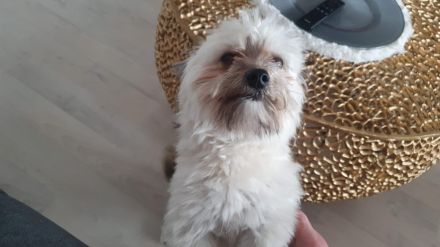 Bolonka Zwetna Welpe