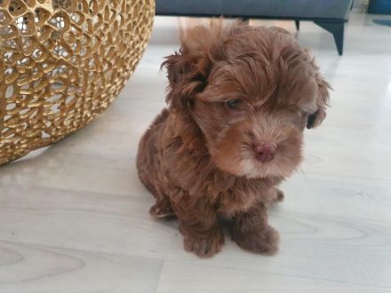 Bolonka Zwetna Welpe