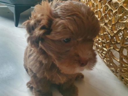 Bolonka Zwetna Welpe