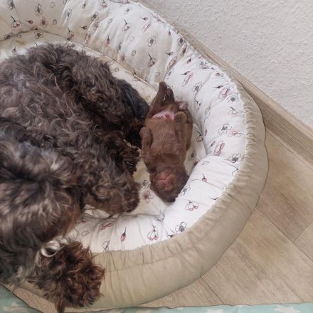 Bolonka Zwetna Welpe