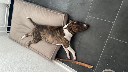 Miniatur-Bullterrier sucht liebevollen Endplatz