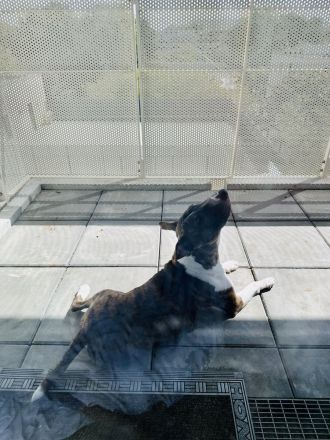 Miniatur-Bullterrier sucht liebevollen Endplatz