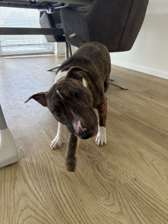 Miniatur-Bullterrier sucht liebevollen Endplatz