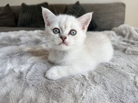 reinrassige BKH Kitten Britisch Kurzhaar Katze
