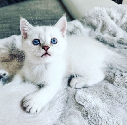 reinrassige BKH Kitten Britisch Kurzhaar Katze