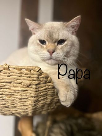 reinrassige BKH Kitten Britisch Kurzhaar Katze