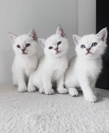 reinrassige BKH Kitten Britisch Kurzhaar Katze