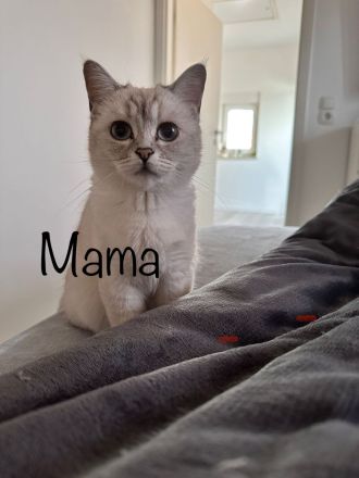 reinrassige BKH Kitten Britisch Kurzhaar Katze