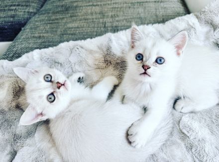 reinrassige BKH Kitten Britisch Kurzhaar Katze